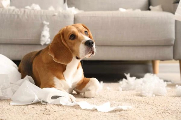 Réserver une aide en troubles de comportement avec KOOL DOG