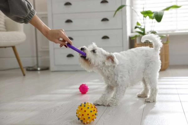 Réserver une étude de comportement pour chien avec KOOL DOG