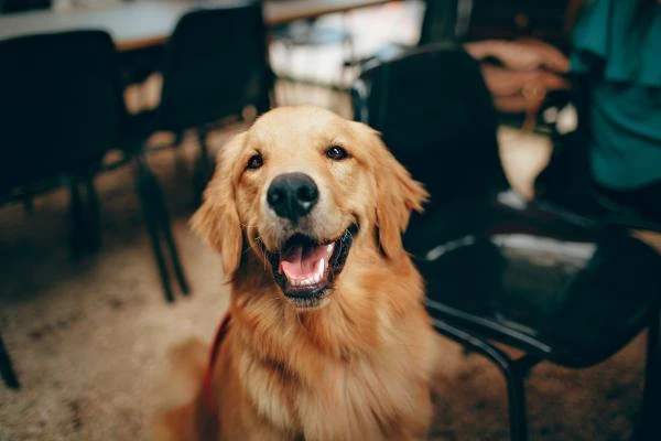 Choisir une formule d’éducation canine personnalisée avec KOOL DOG