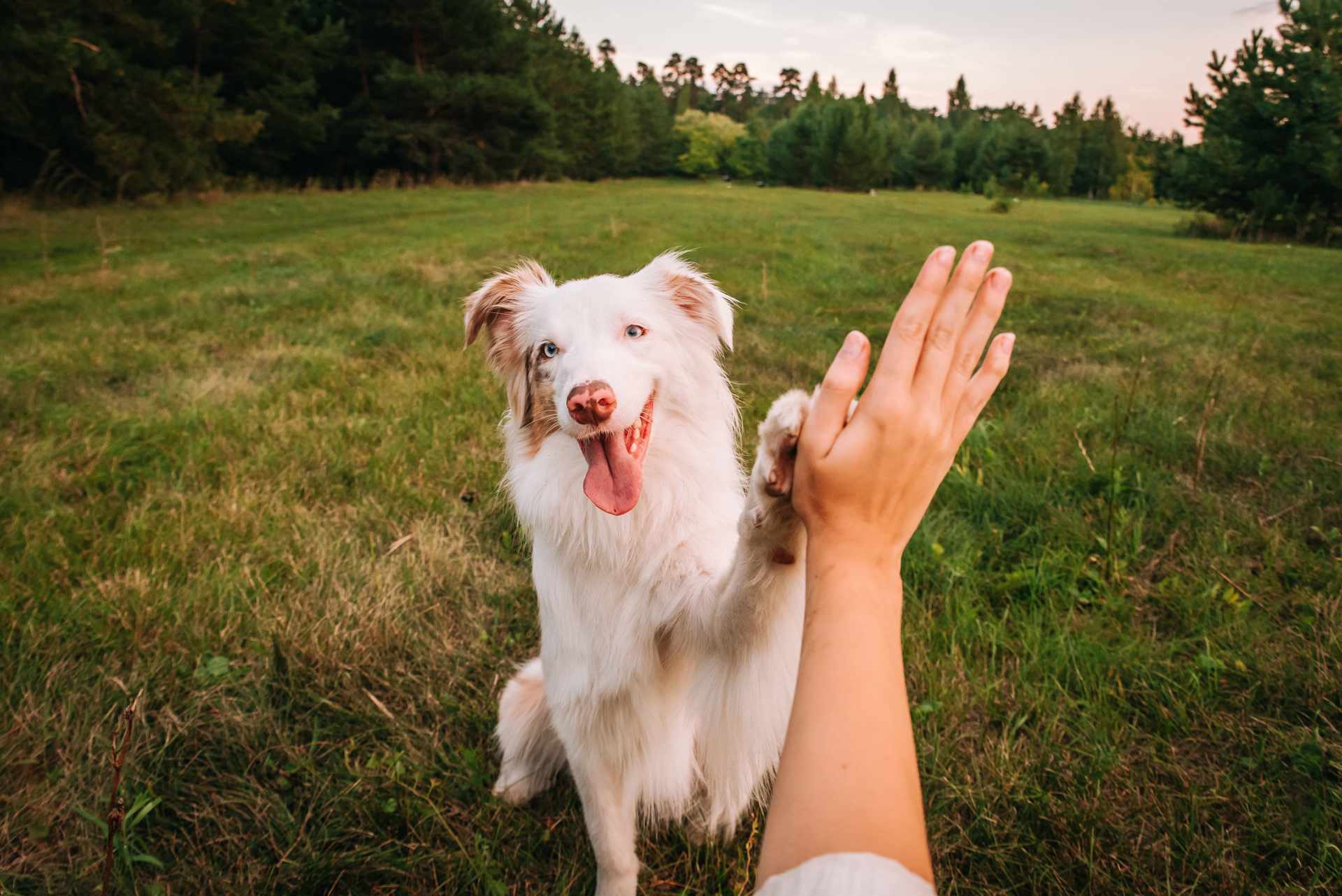KOOL DOG